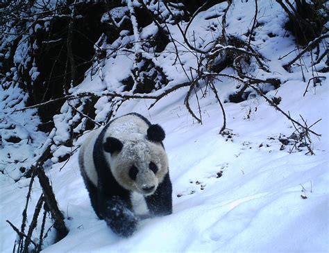 Giant pandas are pals in the wild reveals study on secret society