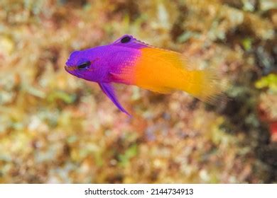 Royal Gramma Fairy Basslet Gramma Loreto Stock Photo