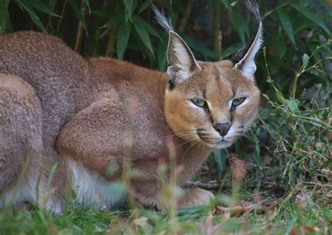 Caracal • Brandywine Zoo