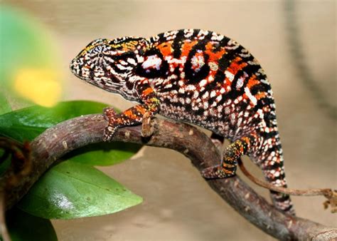 Виды хамелеонов | chameleonworld