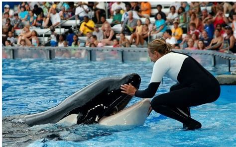 Did Dawn Brancheau Make A Mistake, Or Was SeaWorld Taking Risks With ...