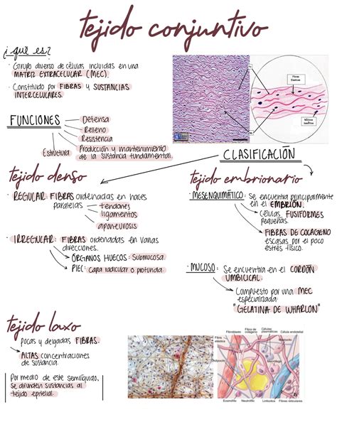 Solution Histolog A Resumen Ross Tejido Conjuntivo Studypool