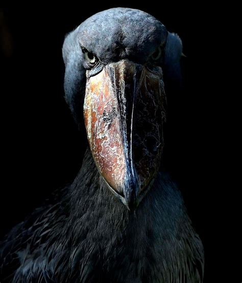 Shoebill. | Cute wild animals, Wild animals photography, Shoebill