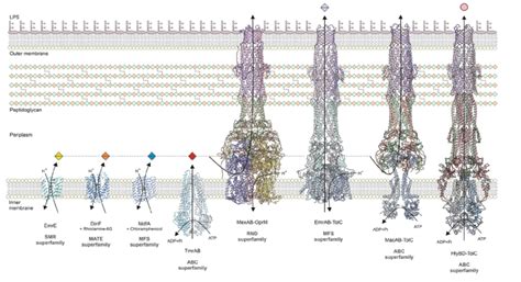 Structure Assembly And Function Of Tripartite Efflux And Type 1