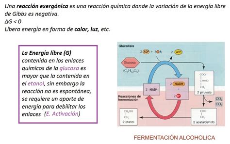 Enzimas Como ProteÍnas Catalizadoras BiologÍa Y GeologÍa