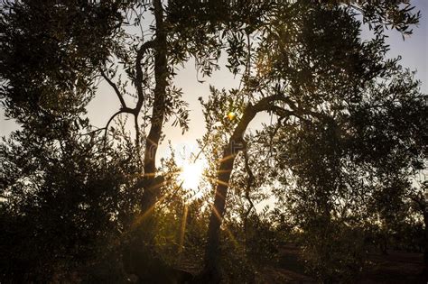 Tierra De Barros Olive Grove Extremadura Spain Stock Image Image Of