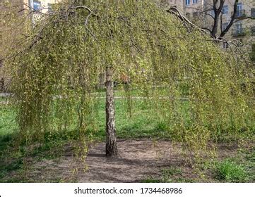 Weeping Birch Over Royalty Free Licensable Stock Photos Shutterstock