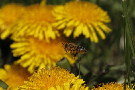 Insekt Bi Entomologi Gratis Foto På Pixabay Pixabay