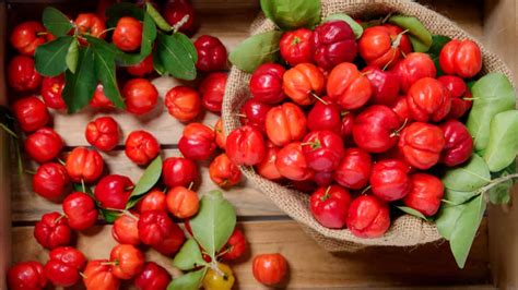 Confira como plantar acerola e os benefícios da fruta para a saúde