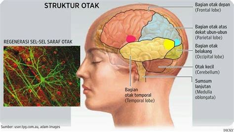 Inilah 5 Bagian Bagian Otak Dan Fungsinya Bagi Tubuh