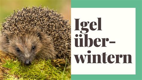 Der Igel Lebensraum Futter Feinde Winterschlaf Youtube