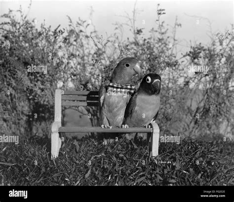 Bill And Coo 1948 Nfilm Still From Bill And Coo Starring Burtons