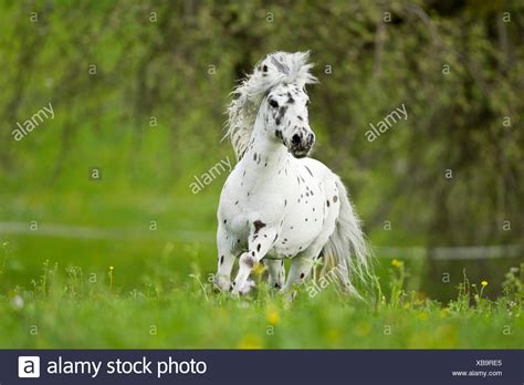 Appaloosa Pony Stock Photos & Appaloosa Pony Stock Images - Alamy
