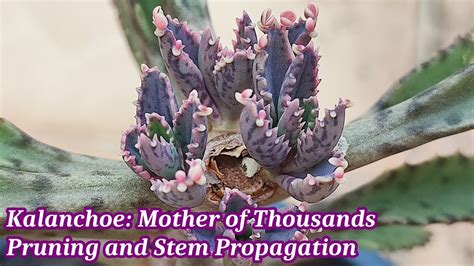 Kalanchoe Mother Of Thousands Pruning And Stem Propagation Kalanchoe