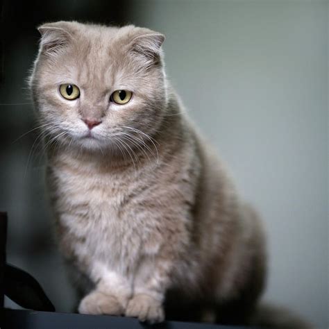 nama kucing british shorthair josephtaroholland
