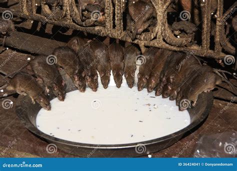 Holy Rats In The Famous Indian Karni Mata Temple Deshnoke Near Bikaner