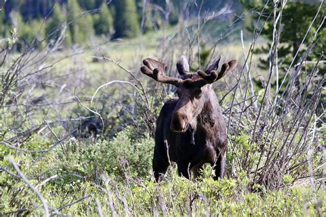 10 Animals You Can See At Rocky Mountain National Park