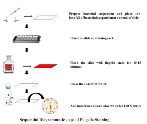 Flagella Stain