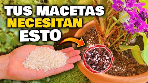 SORPRENDENTE Aplica ARROZ CRUDO En Tus PLANTAS Flores Y ORQUIDEAS Y