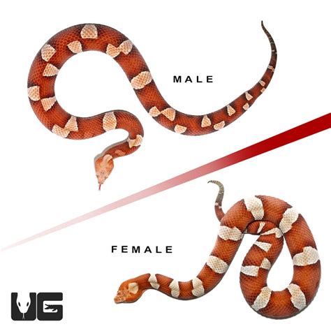 Copperhead Snakes For Sale Underground Reptiles