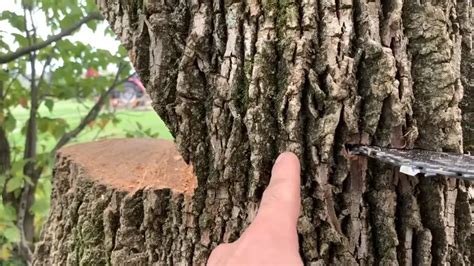 How to Cut Down a Tree Safely: Guide to Tree Felling - Forestry.com