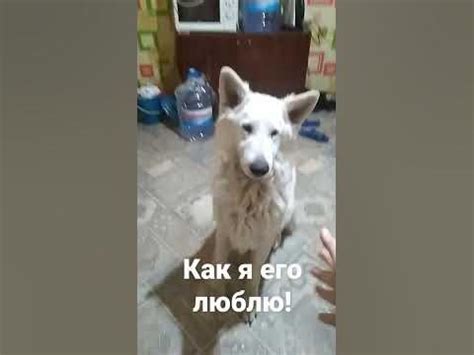 Это моя собака Бонд - YouTube