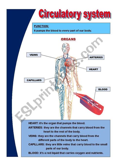 Circulatory System Diagram For Grade 5 Circulatory System Ex