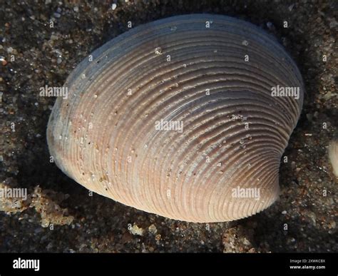 Striped Venus Chamelea Striatula Mollusca Stock Photo Alamy