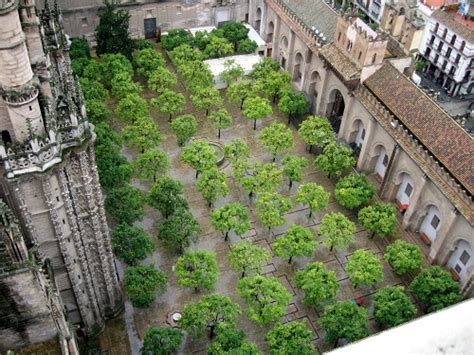 El Patio De Los Naranjos En Sevilla