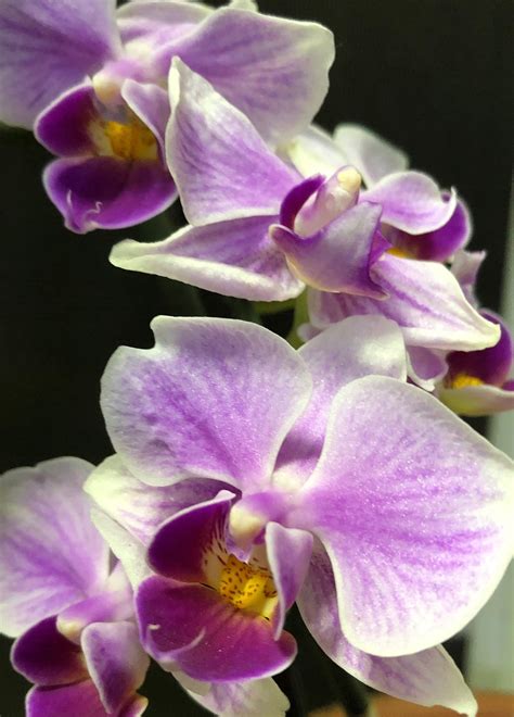 Anggrek Phalaenopsis Bunga Ungu Foto Gratis Di Pixabay Pixabay