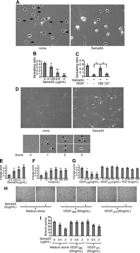 Opposing Activities Of Sema3a And Vegf165 On Endothelial Cell