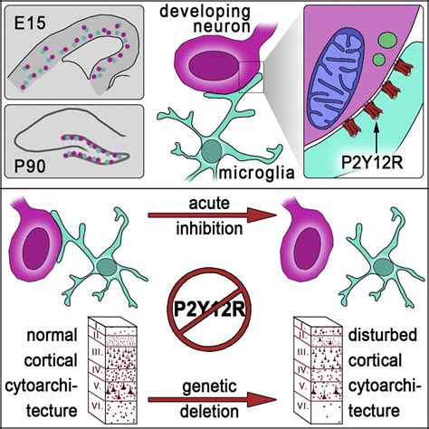 Nurturing Developing Neurons How Microglia Contribute To Brain