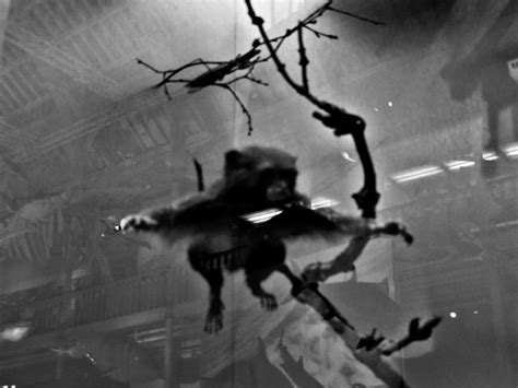 Ghost Monkey By Meproct On Deviantart