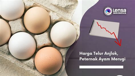 Harga Telur Anjlok Peternak Ayam Merugi Youtube