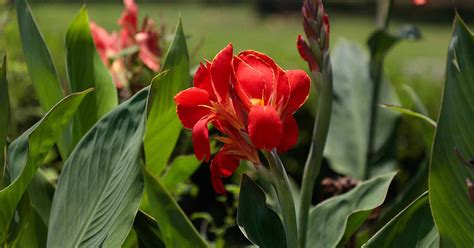 How To Lift And Store Canna Lilies For Winter Gardeners Path