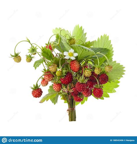 Fresas Silvestres Con Hojas Aisladas En Fondo Blanco Fragancia Roja