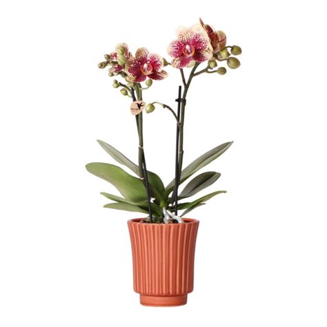 Oudroze orchidee Treviso in Glazed pot roze Ø12cm Kolibri Company