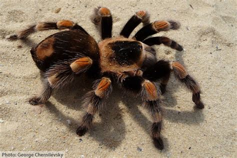 Mexican Redknee Tarantula Facts For Kids & Adults: Pictures ...