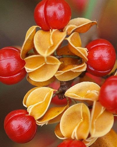 Husk And Berry Seed Pods Berries Fruit Seeds