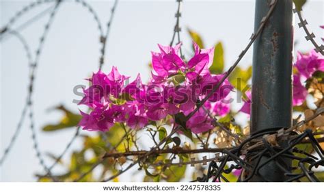 Beautiful Pink Flower Bougainvillea Naked Against Stock Photo