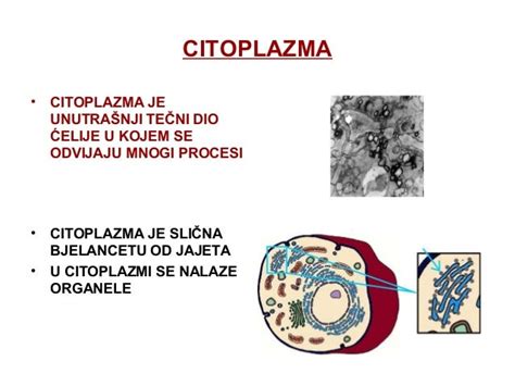 Izučavanje ćelija