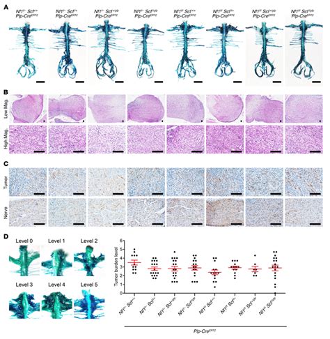 Contributions Of Nf1 Heterozygosity And Scf To Neurofibroma Download Scientific Diagram