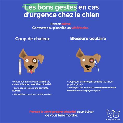 Chaleur Gestes Avoir Pour Garder Votre Chien En S Curit Les