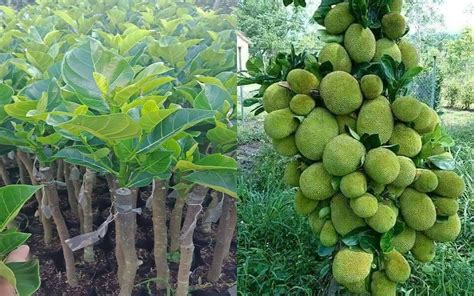 Effective Jackfruit Grafting Technique By Attaching Rootstock Explore