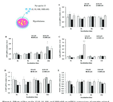 Effects Of Pyr Apelin And Nm On Mrna Expressions