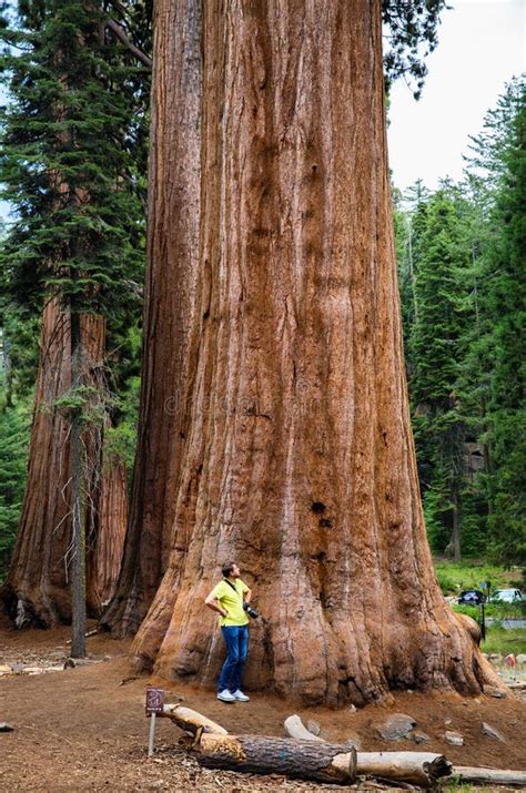 Giant Sequoia Trees In Sequoia National Park California Usa In The