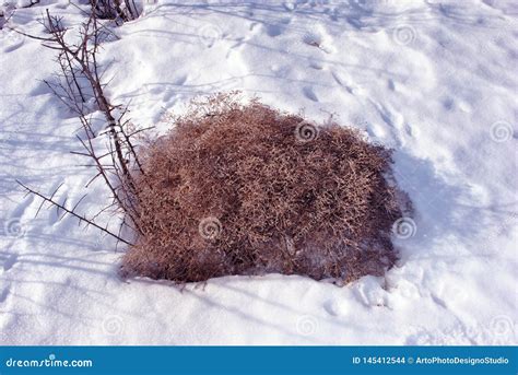 Tumbleweed Dry Flowers On White Snow Background Stock Photo Image Of