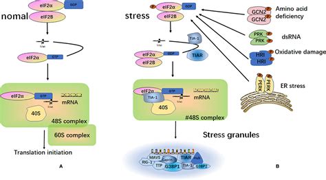 Frontiers Research Progress On The Structure And Function Of G3bp