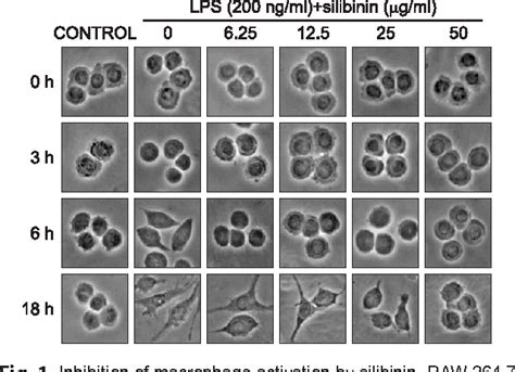 Figure From Silibinin Inhibits Lps Induced Macrophage Activation By