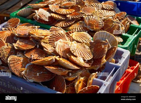 Live Scallops Hi Res Stock Photography And Images Alamy